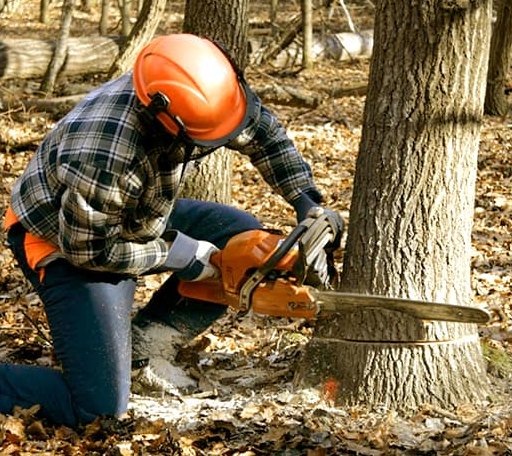 Tree Removal in Everton, AR